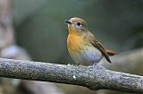 Chinese Blue Flycatcher